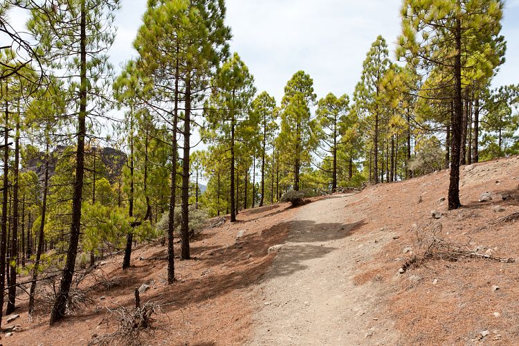 Roque Nublo (Gran Canaria - Roque Nublo)