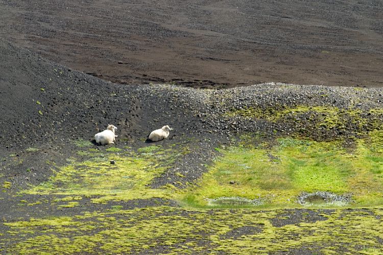 Fahrt nach Landmannalaugar (Island - Landmannalaugar)
