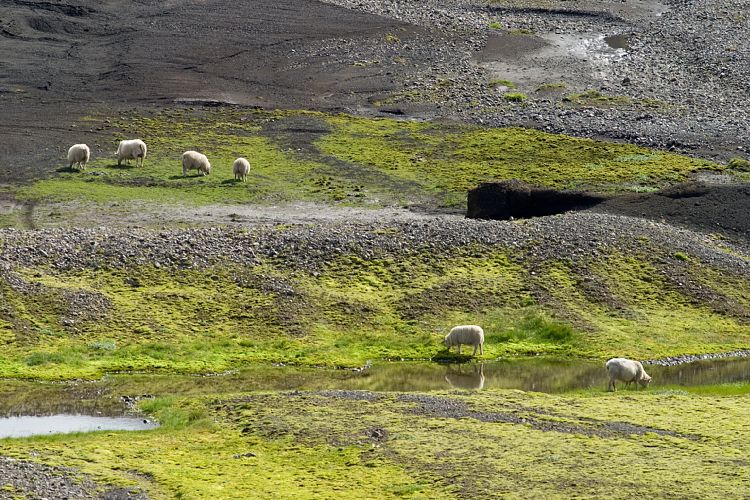 Fahrt nach Landmannalaugar (Island - Landmannalaugar)
