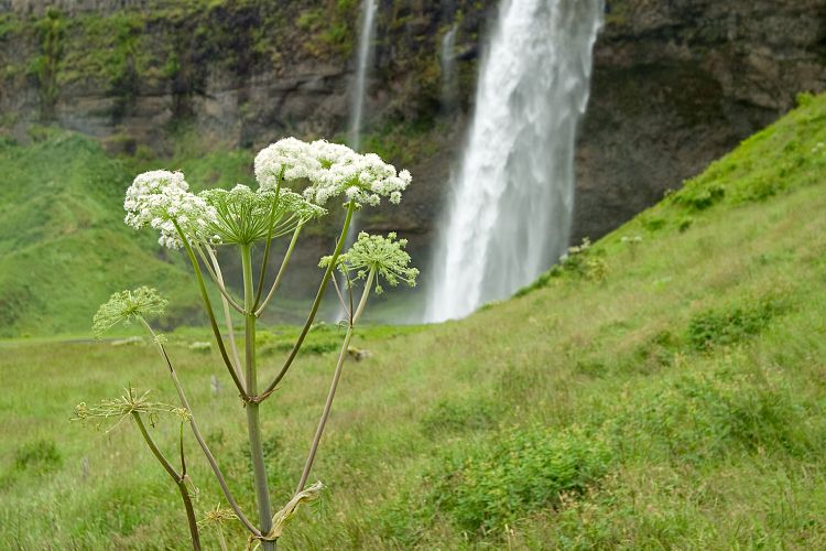 Seljalandsfoss (Island - Reykjavk - rsmrk)