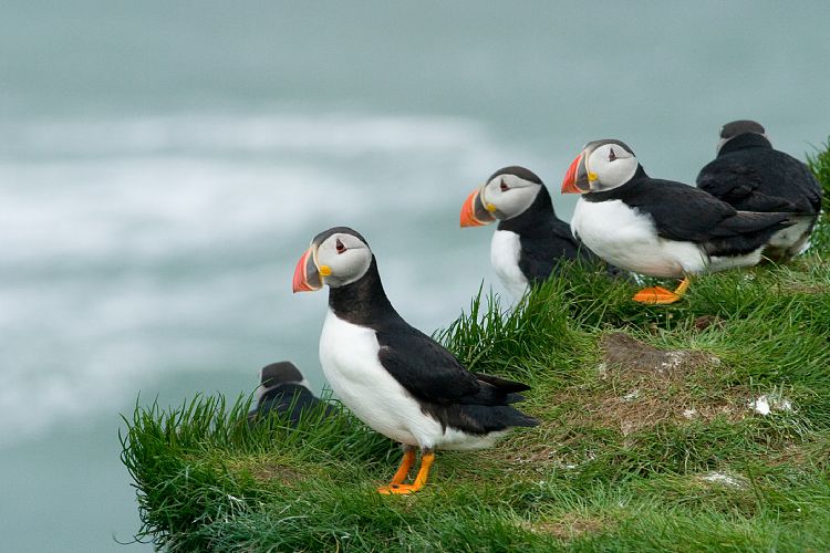 Vogelfelsen Inglfshfi (Island - Skaftafell)