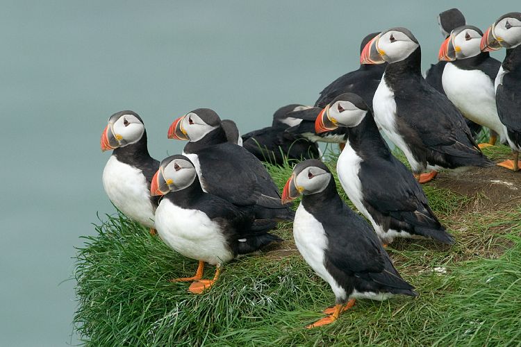 Vogelfelsen Inglfshfi (Island - Skaftafell)