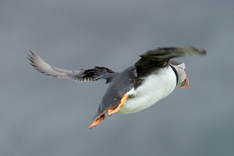 Vogelfelsen Inglfshfi (Island - Skaftafell)