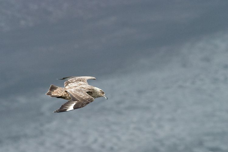 Vogelfelsen Inglfshfi (Island - Skaftafell)