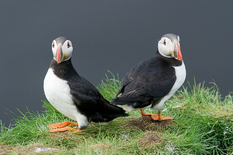 Vogelfelsen Inglfshfi (Island - Skaftafell)