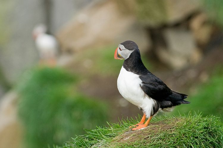 Vogelfelsen Inglfshfi (Island - Skaftafell)
