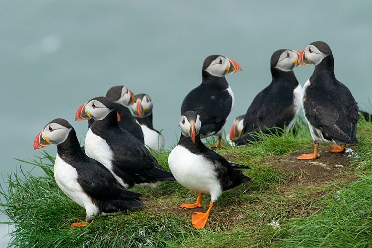 Vogelfelsen Inglfshfi (Island - Skaftafell)