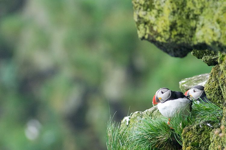 Vogelfelsen Inglfshfi (Island - Skaftafell)
