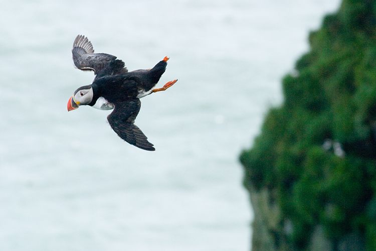 Vogelfelsen Inglfshfi (Island - Skaftafell)