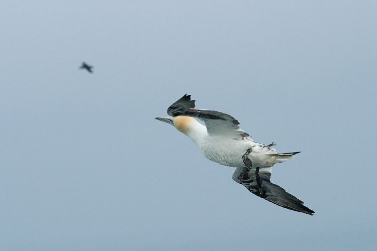 Vogelfelsen Inglfshfi (Island - Skaftafell)