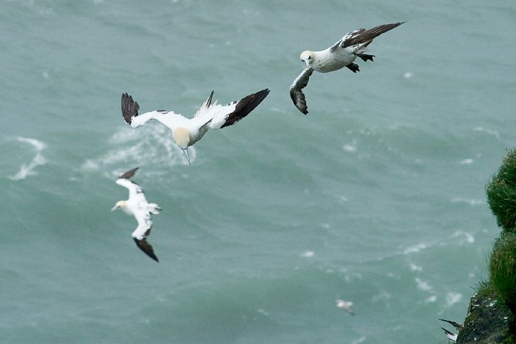 Vogelfelsen Inglfshfi (Island - Skaftafell)