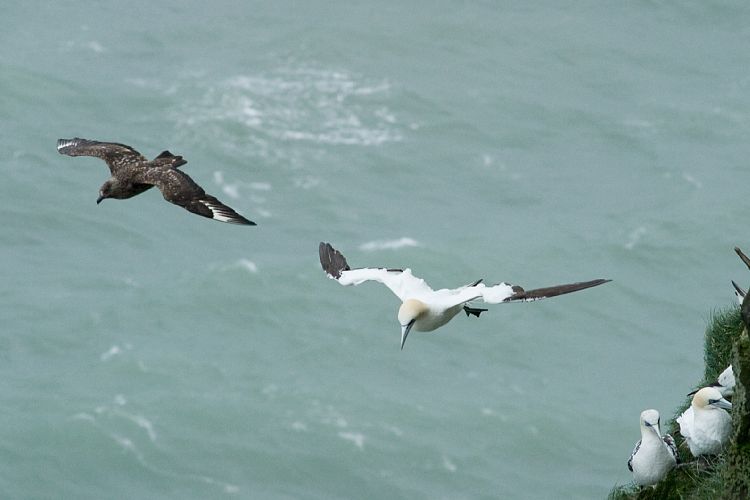 Vogelfelsen Inglfshfi (Island - Skaftafell)