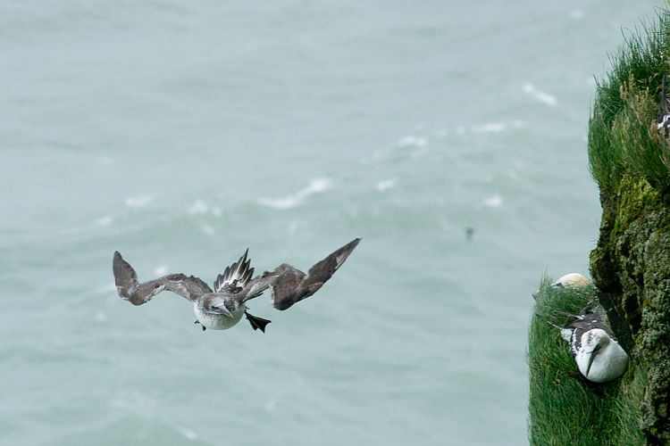 Vogelfelsen Inglfshfi (Island - Skaftafell)