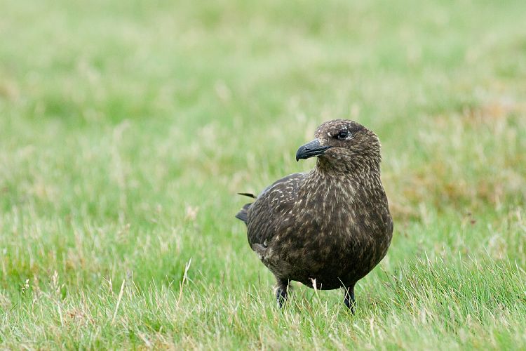 Vogelfelsen Inglfshfi (Island - Skaftafell)