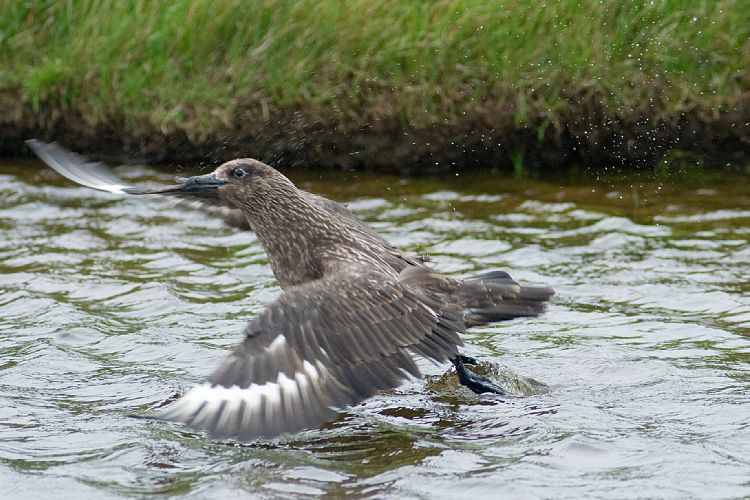 Vogelfelsen Inglfshfi (Island - Skaftafell)