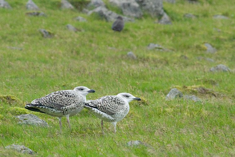 Vogelfelsen Inglfshfi (Island - Skaftafell)