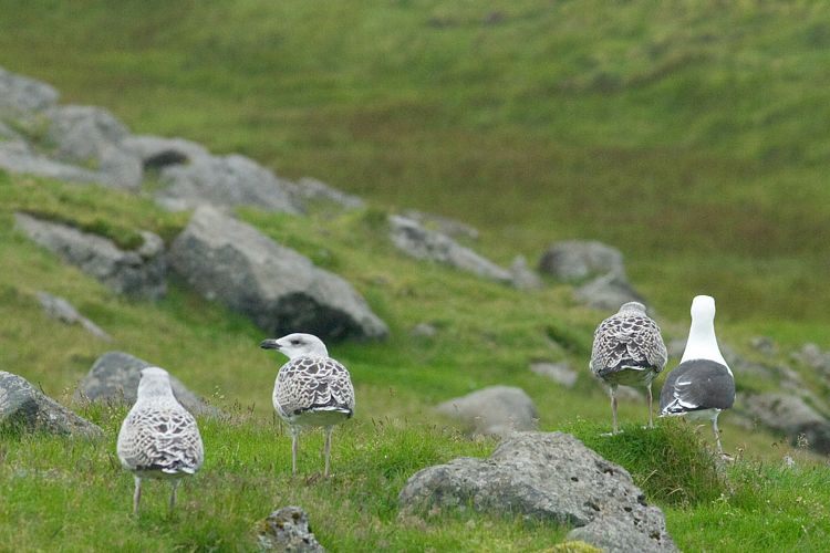 Vogelfelsen Inglfshfi (Island - Skaftafell)
