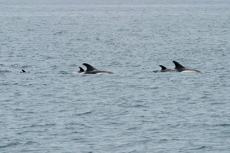 Whalewatching Husavik (Island - Husavik)