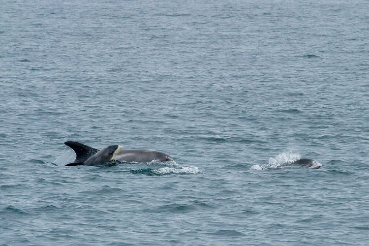 Whalewatching Husavik (Island - Husavik)