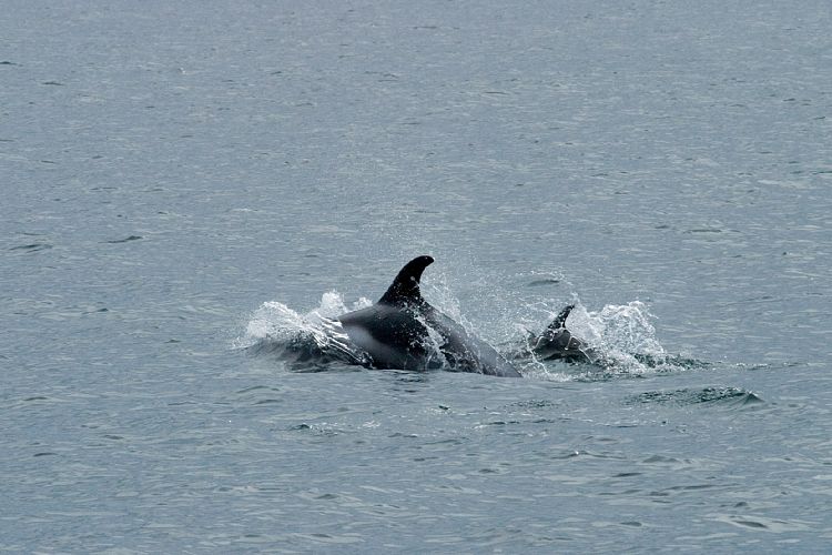 Whalewatching Husavik (Island - Husavik)