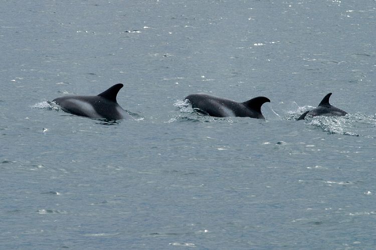 Whalewatching Husavik (Island - Husavik)