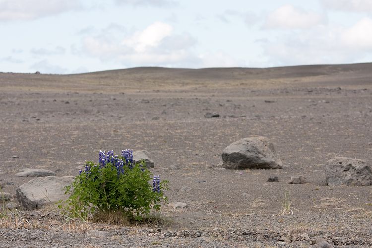 An der 864 (Island - Myvatn - Seyisfjrur)
