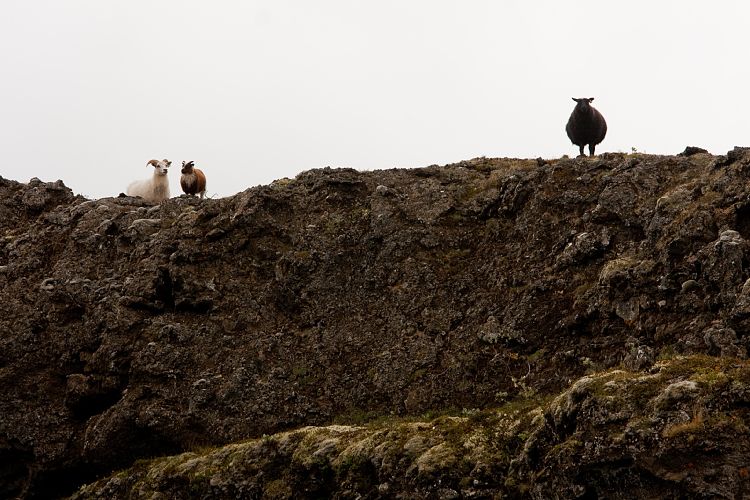 Dimmuborgir (Island - Region Myvatn)