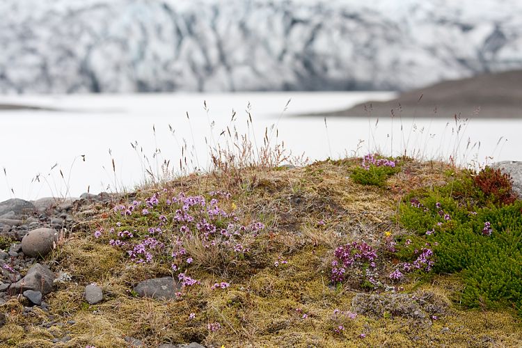Flajkull (Island - Seyisfjrur - Hfn)