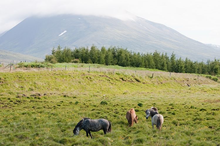 Lagarflt (Island - Myvatn - Seyisfjrur)