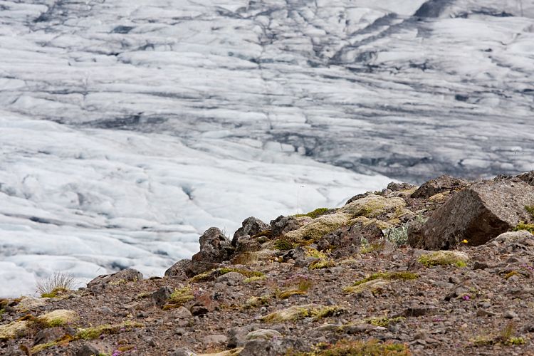 Skaftafell (Island - Region Hfn)