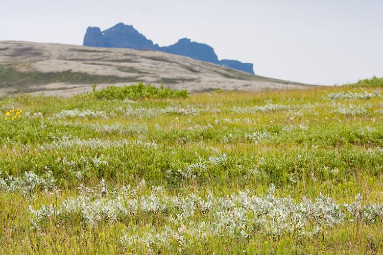 Skaftafell (Island - Region Hfn)