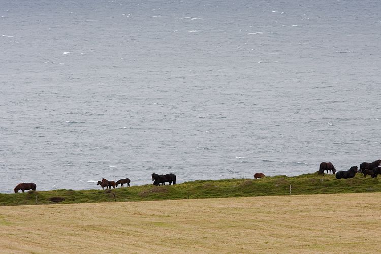 Vatsnes (Island - Borgarnes - Myvatn)