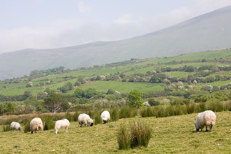 Camp (Irland - Ballyvaughn - Dingle)