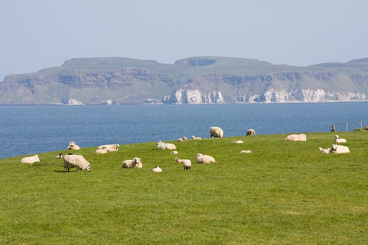 Causeway Coastal Route (Irland - Larne - Bushmills)
