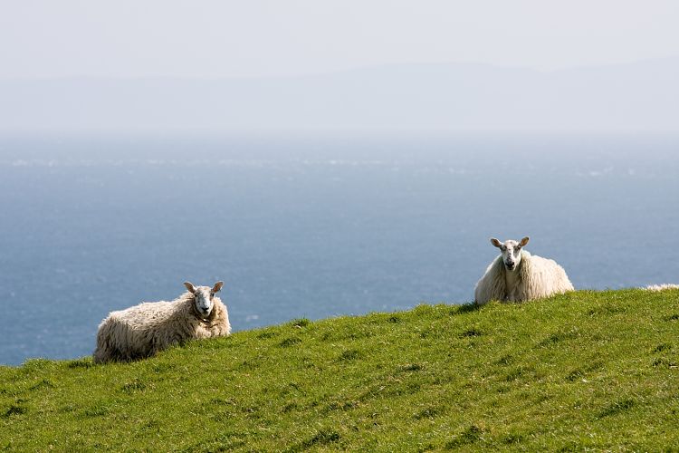 Causeway Coastal Route (Irland - Larne - Bushmills)