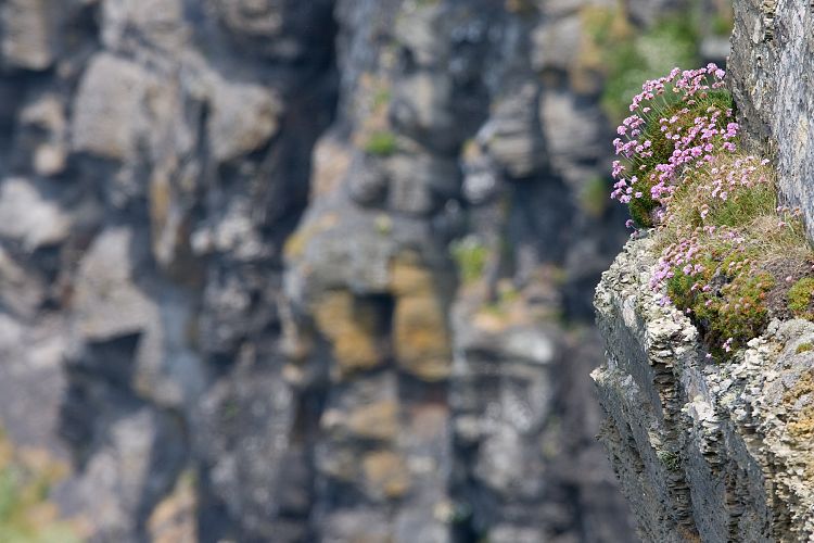 Cliffs of Moher (Irland - The Burren)
