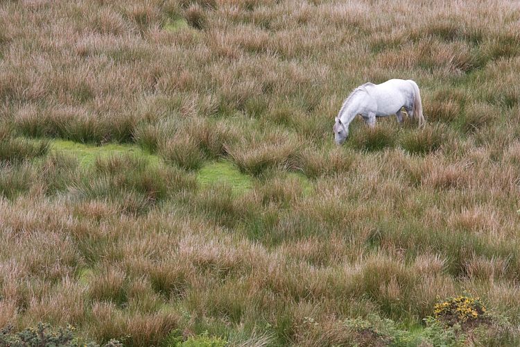 Connemara National Park (Irland - Westport - Ballyvaughn)