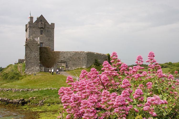 Dunguaire Castle (Irland - Westport - Ballyvaughn)