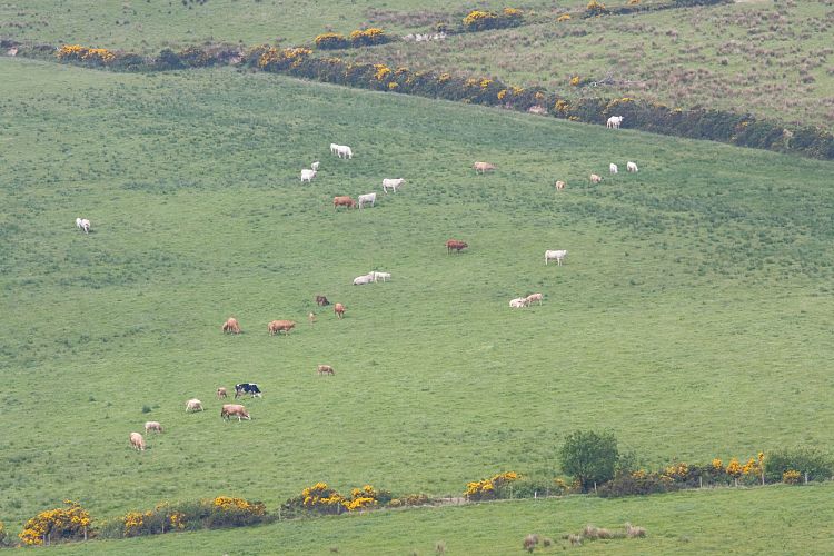 Grianan Ailligh (Irland - Bushmills - Killybegs)