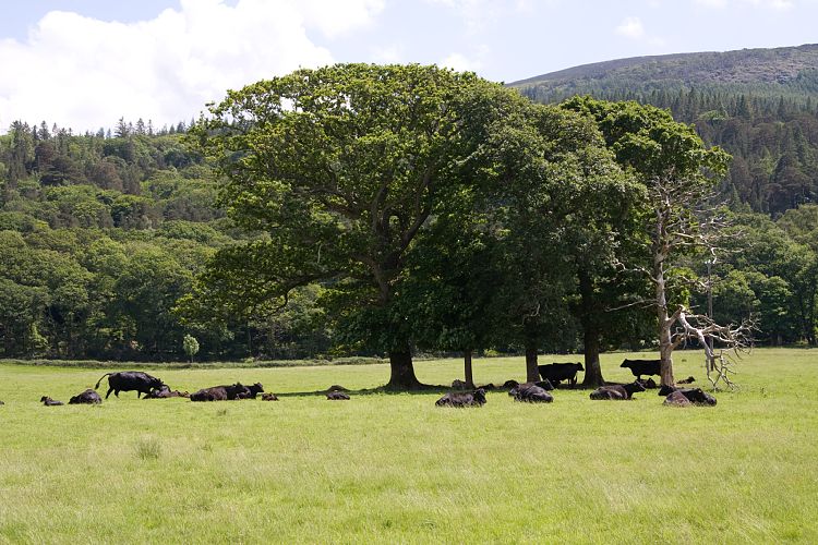 Killarney National Park (Irland - Dingle - Killarney)