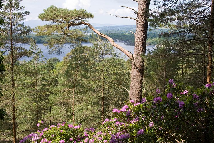 Killarney National Park (Irland - Dingle - Killarney)