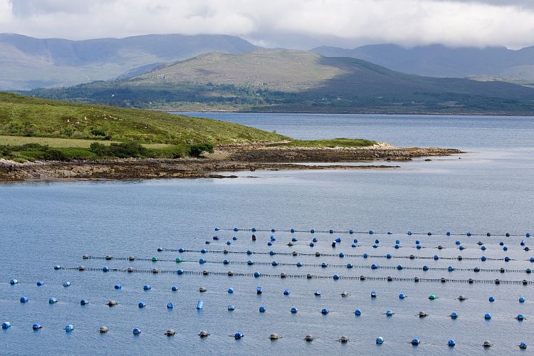 Ring of Beara (Irland - Kenmare  - Cork)