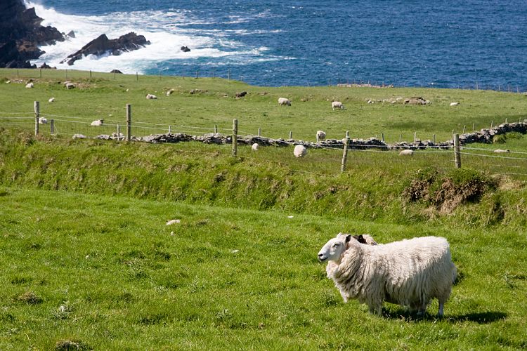 Ring of Skellig (Irland - Killarney - Kenmare)