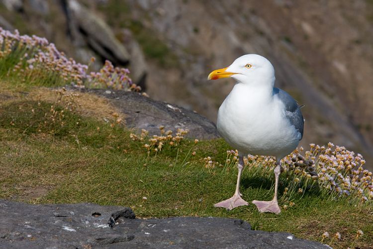 Slea Head Drive (Irland - Ballyvaughn - Dingle)