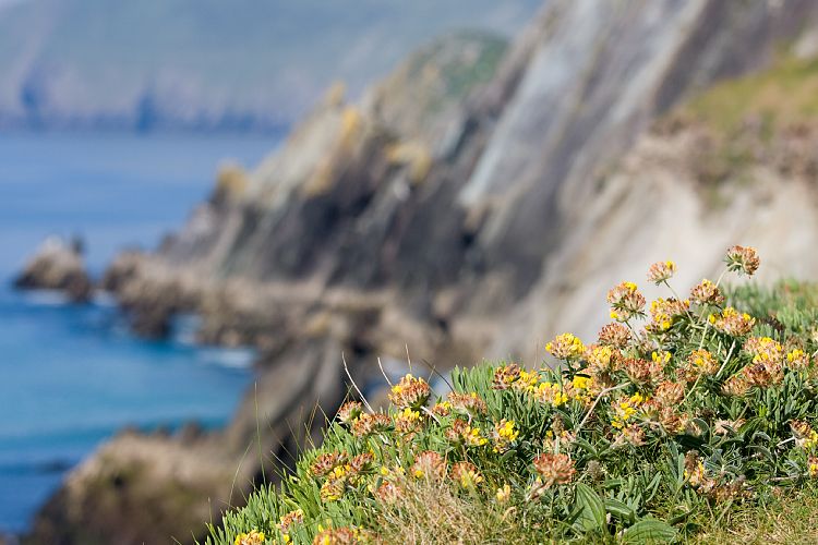 Slea Head Drive (Irland - Dingle - Killarney)