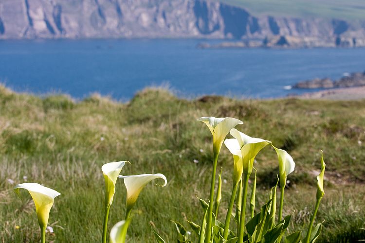 Slea Head Drive (Irland - Dingle - Killarney)