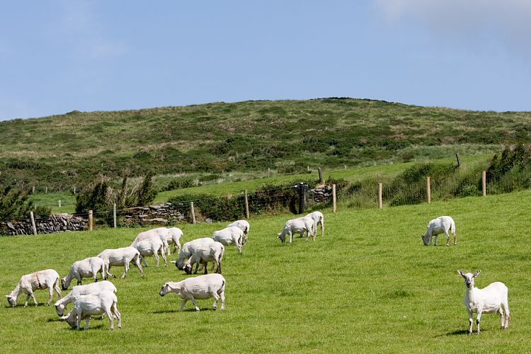 Slea Head Drive (Irland - Dingle - Killarney)