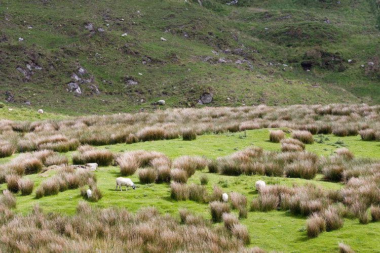 Staigue Fort (Irland - Killarney - Kenmare)