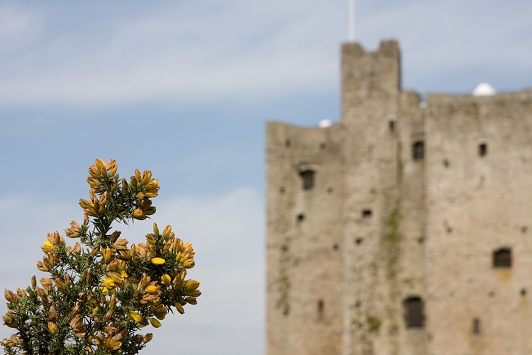 Trim (Irland - Trim - Larne)