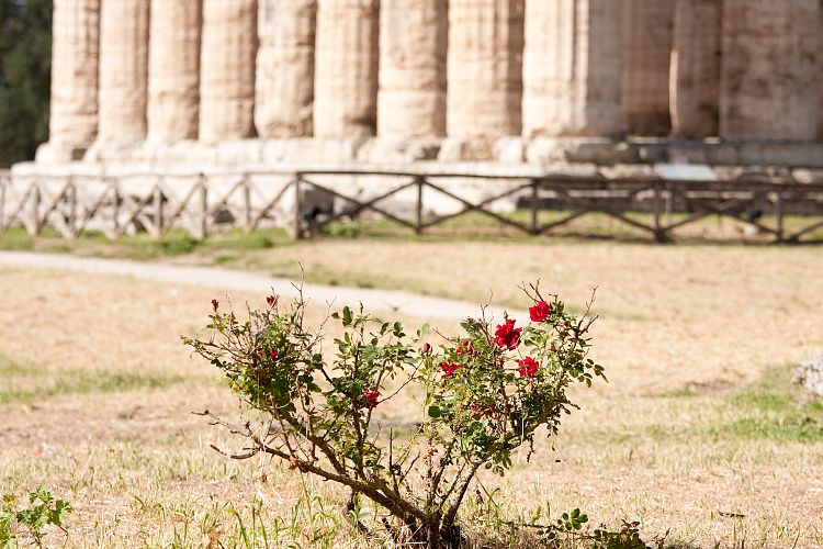 Paestum (Italien - Paestum & Matera)